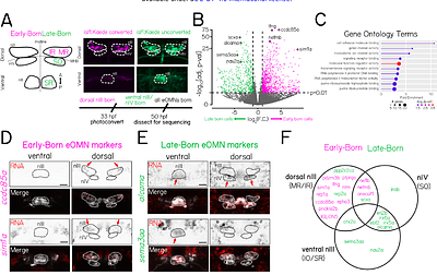 Transcriptional profiling of extraocular motor neurons reveals sim1a as a candidate strabismus-related gene