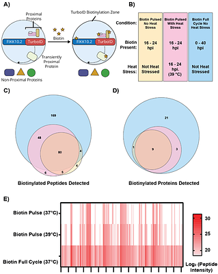 Physiological febrile heat stress increases cytoadhesion through increased protein trafficking of Plasmodium falciparum surface proteins into the red blood cell