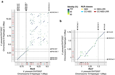 Integration of diploid T2T parental genomes with progeny genomes and transcriptomes identifies resistance genes in the grape powdery mildew resistance loci Ren6 and Ren7 of Vitis piazeskii