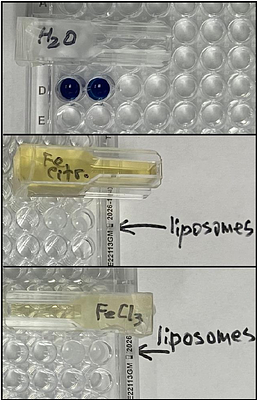 Solutions of ferrous salts protect liposomes from UV damage: implications for Life Origin