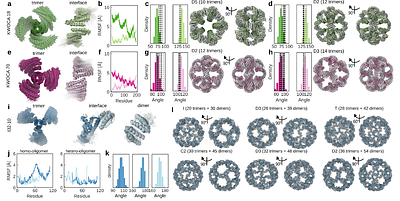Local structural flexibility drives oligomorphism in computationally designed protein assemblies