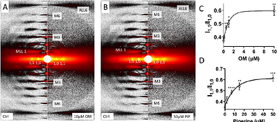 The structural OFF and ON states of myosin can be decoupled from the biochemical super-relaxed and disordered-relaxed states.