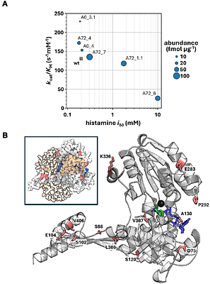 Continuous Directed Evolution of a Plant Histidinol Dehydrogenase to Extend Lifespan