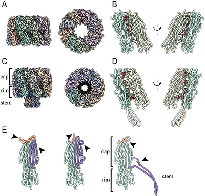 Anthrax toxin receptor 2 is the Receptor for Clostridium perfringens NetF: Structural Insights into Toxin Binding and Pore Formation