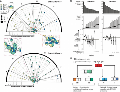 Cell lineage analysis with somatic mutations reveals late divergence of neuronal cell types and cortical areas in human cerebral cortex