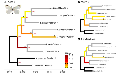 Determinants of chromosomal rearrangements in holocentric Leptidea butterflies