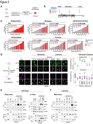 Cancer-Associated USP28 Missense Mutations Disrupt 53BP1 Interaction and p53 Stabilization