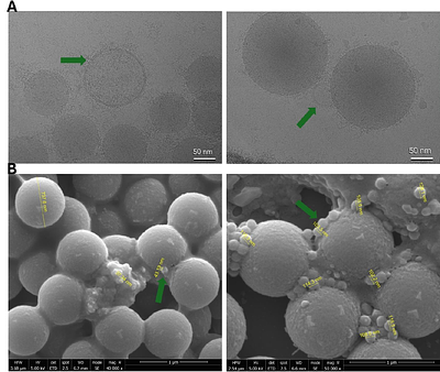Recalibrating Nanoparticle Protein Corona Analysis for Accurate Biological Identity and Soluble Plasma Proteome Profiling