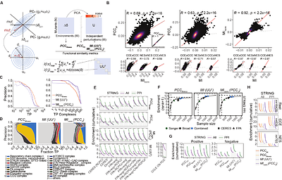 Perturbational fitness analysis of CRISPR screens uncovers information-theoretic relation between gene function and selection