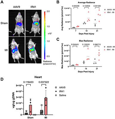 Spatial and longitudinal tracking of enhancer-AAV vectors that target transgene expression to injured mouse myocardium