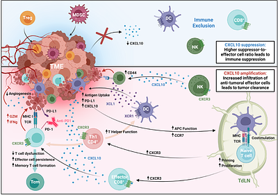 Exploiting the CXCR3/CXCL10 pathway to override tumor immune suppression by enhancing immune trafficking and effector cell priming in head and neck squamous cell carcinoma