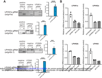 Latrophilin-2 mediates fluid shear stress mechanotransduction at endothelial junctions