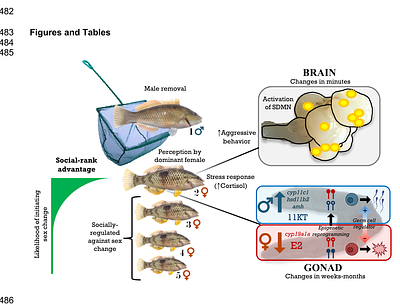 Loser effects orchestrate dominance hierarchies in socially-controlled sex change