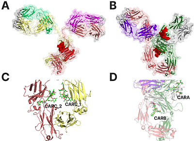 Impact of the N-glycosylation on full-length IgG2 and IgG4 antibodies: a comparative study using molecular dynamics simulations.