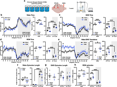 The mPFC molecular clock mediates the effects of sleep deprivation on depression-like behavior and regulates sleep consolidation and homeostasis
