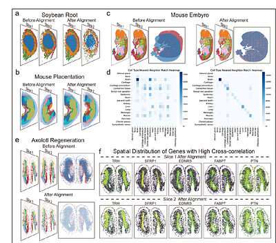 Integrative cross-sample alignment and spatially differential gene analysis for spatial transcriptomics