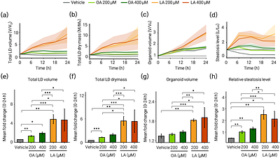 Label-Free 4D Holotomography with Depth-Adaptive Segmentation for Quantitative Analysis of Lipid Droplet Dynamics in Hepatic Organoids