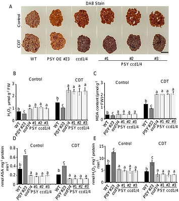 Phytoene synthase modulates seed longevity via the action of β-carotene derived metabolites