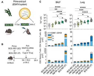 mRNA-based prime-and-pull vaccination combines benefits of subcutaneous and mucosal BCG vaccination