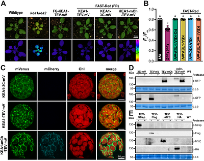 Catch & Release - rapid cost-effective protein purification from plants using a DIY GFP-Trap-protease approach