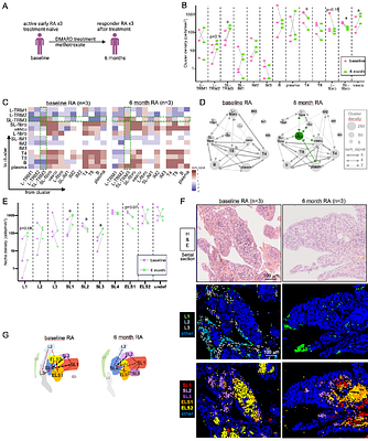 Spatial mapping of rheumatoid arthritis synovial niches reveals specific macrophage networks associated with response to therapy