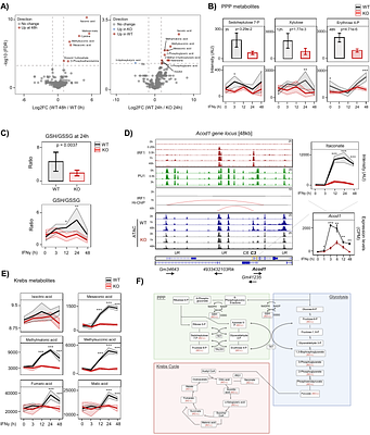 Pioneer factor IRF1 unlocks latent enhancers to rewire chromatin and immunometabolism in inflammatory macrophages