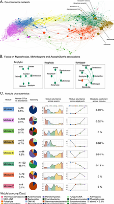 A duo of fungi and complex and dynamic bacterial community networks contribute to shape the  Ascophyllum nodosum holobiont
