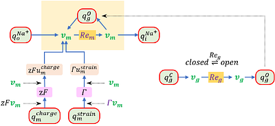 Energy-based bond graph models of glucose transport with SLC transporters