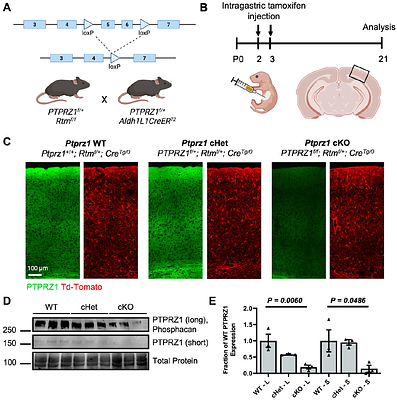 Astrocyte-derived PTPRZ1 regulates astrocyte morphology and excitatory synaptogenesis