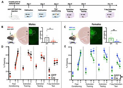 Sex-dependent effects of angiotensin type 2 receptor expressing medial prefrontal cortex (mPFC) interneurons in fear extinction learning