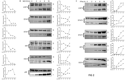 USP18-STAT2 axis enhances hepatic resilience under proteotoxic stress
