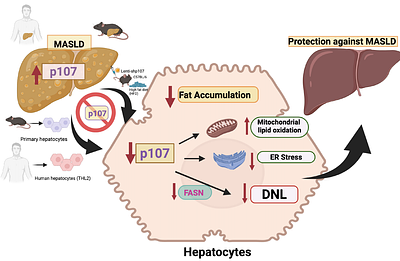 Inhibition of p107 alleviates liver steatosis by reducing de novo fatty acid synthesis.