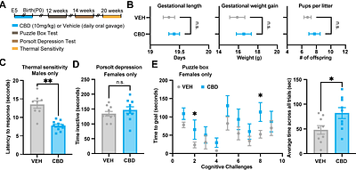 Consumption of clinically relevant cannabidiol doses during pregnancy alters postnatal behavior in offspring
