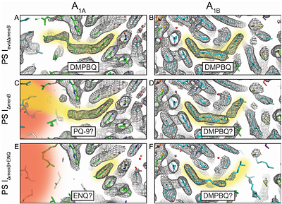 Cryo-EM structures of photosystem I with alternative quinones reveals new insight into cofactor selectivity