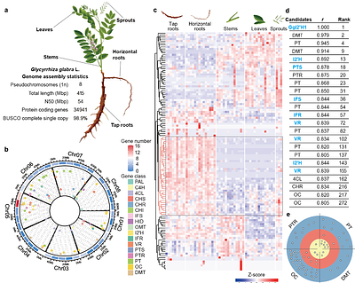 Discover the Maze-like Pathway for Glabridin Biosynthesis
