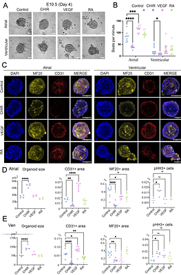 Heart spheroids from primary cells for studying cardiac development