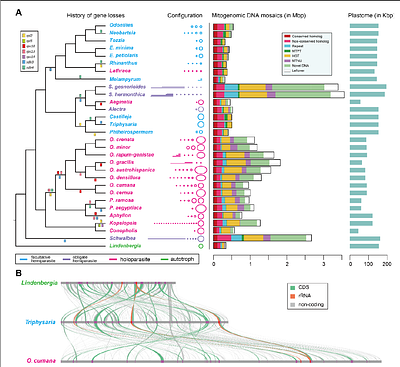 Systemic organellar genome reconfiguration along the parasitic continuum in the Broomrape family (Orobanchaceae)
