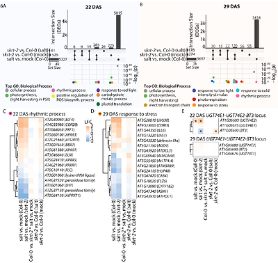 The SAUERKRAUT transposable element acceleratesArabidopsis floral transition