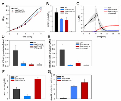 Physiological basis of photosynthetic hydrogen production in the cyanobacterium Synechocystis