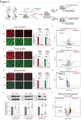 Target RNA abundance controls the collateral activity of RfxCas13d in human cells and zebrafish embryos