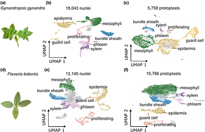 Conserved spatial patterning of gene expression in independent lineages of C4 plants