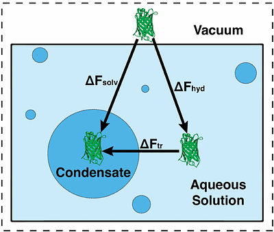 Hydration free energy is a significant predictor of globular protein incorporation into condensates