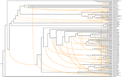 Cytonuclear Conflict and Reticulate Evolution in the Morelloid Clade (Solanum, Solanaceae): Insights from Genome Skimming and Network Phylogenomics