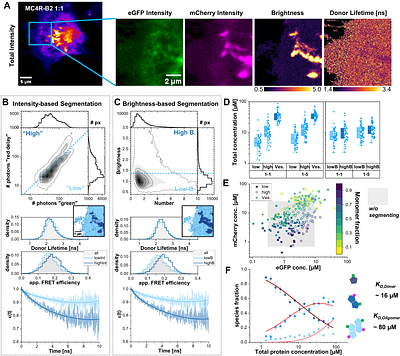 Bound or unbound: Mapping and monitoring receptor oligomerization using time-resolved fluorescence