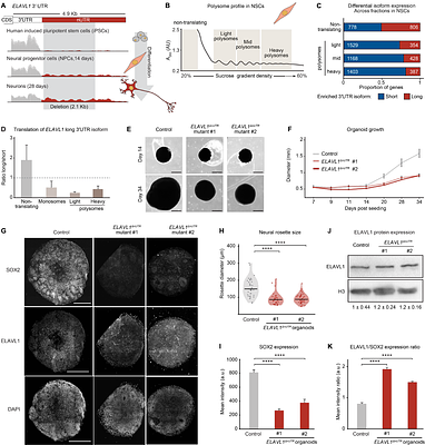 Regulation of protein abundance in neurons by selective translation of 3'UTR isoforms