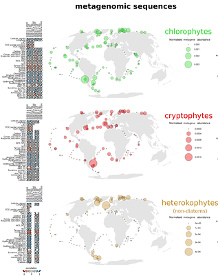 Characterisation of the new microalgal protein xATPA related to the F-type ATP synthase α subunit, from the ecosystem to the molecule