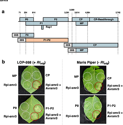 Broad-spectrum polerovirus resistance conferred by a potato TIR-NLR immune receptor