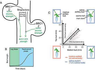A BRC1-modulated switch in auxin transport accounts for the competition between Arabidopsis axillary buds