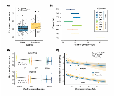 Recombination rate and efficiency of linked selection in small and large stickleback populations