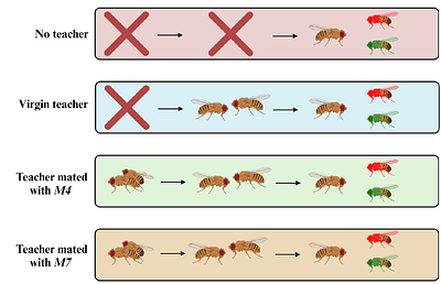 Chemical mate choice copying in Drosophila melanogaster